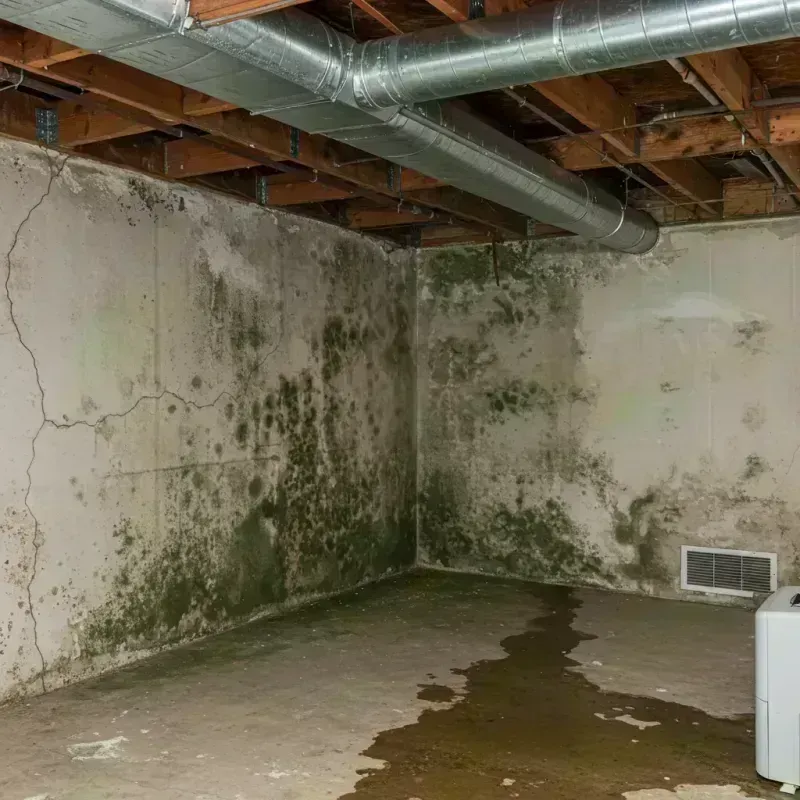 Professional Mold Removal in Elk Plain, WA